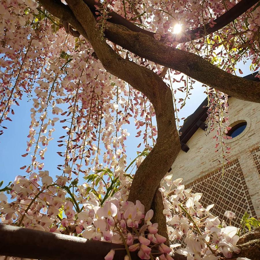 Agriturismo Il Vecchio Mandorlo Perugia Exteriér fotografie