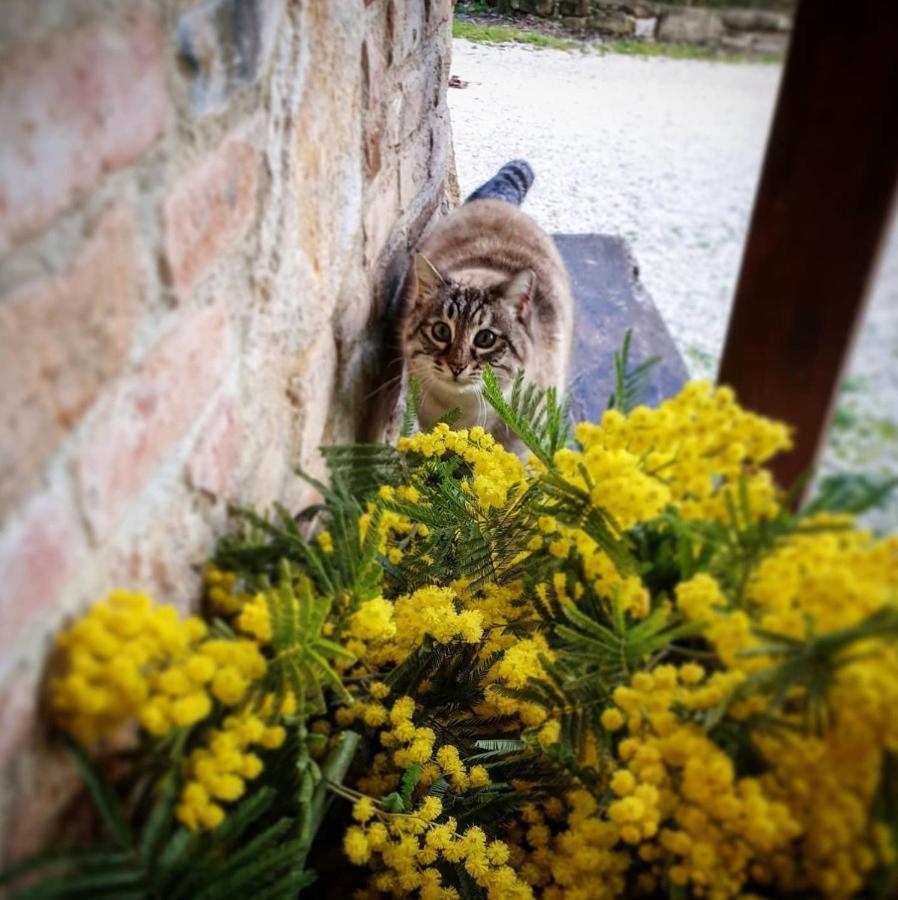 Agriturismo Il Vecchio Mandorlo Perugia Exteriér fotografie