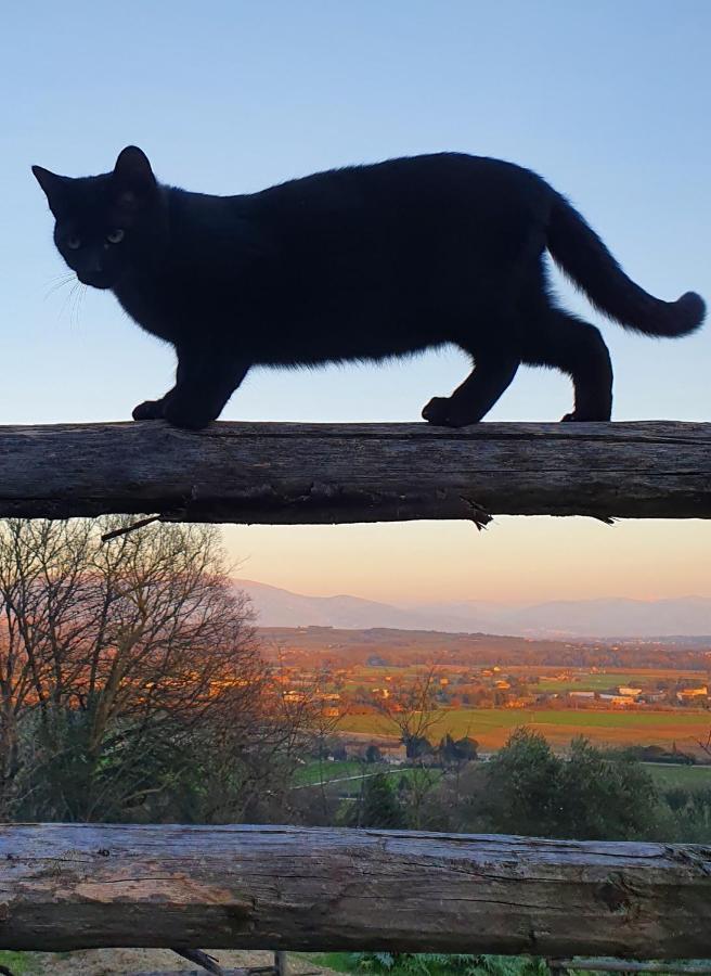 Agriturismo Il Vecchio Mandorlo Perugia Exteriér fotografie